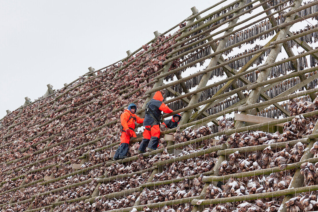 Stockfisch, Trocknung von Kabeljau, Lofoten, Norwegen