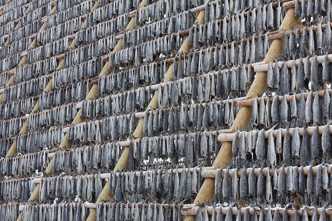  Stockfish, drying cod, Lofoten, Norway 