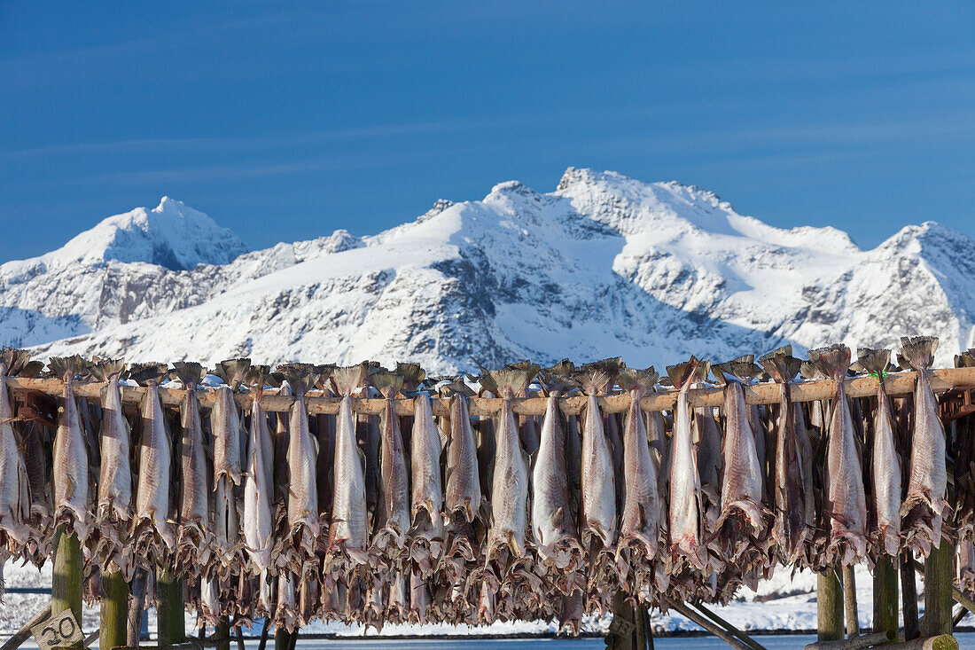  Stockfish, drying cod, Lofoten, Norway 