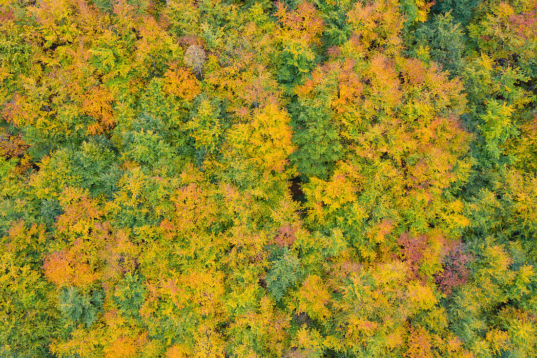 Rotbuche, Fagus sylvatica, Herbstwald aus der Luft, Sachsen-Anhalt, Deutschland