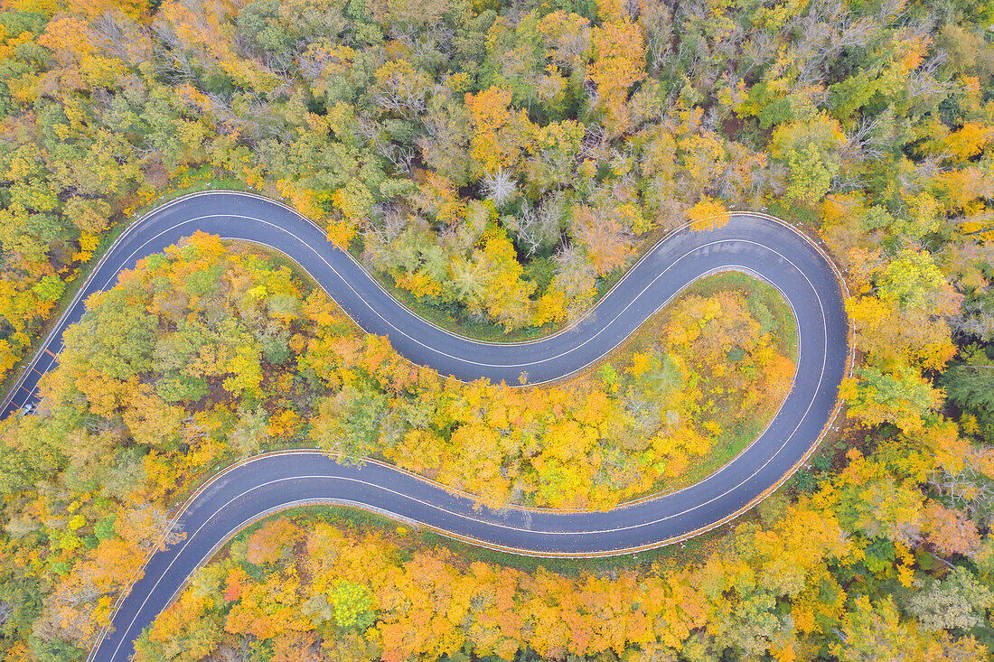  Serpentine road in autumnal deciduous forest, Saxony-Anhalt, Germany 