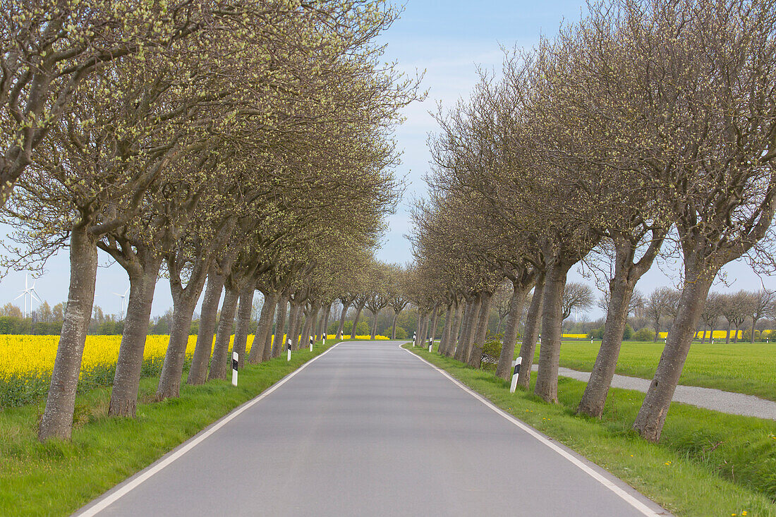 Gewöhnliche Mehlbeere, Sorbus aria, Allee im bluehenden Raps, Schleswig-Holstein, Deutschland