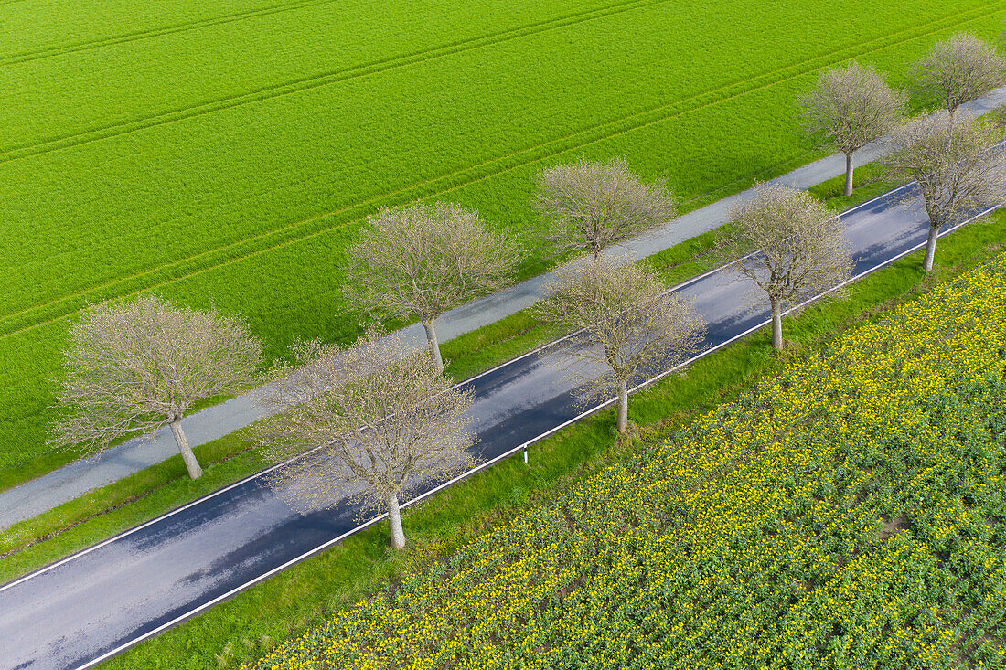 Gewöhnliche Mehlbeere, Sorbus aria, Allee im bluehenden Raps, Schleswig-Holstein, Deutschland