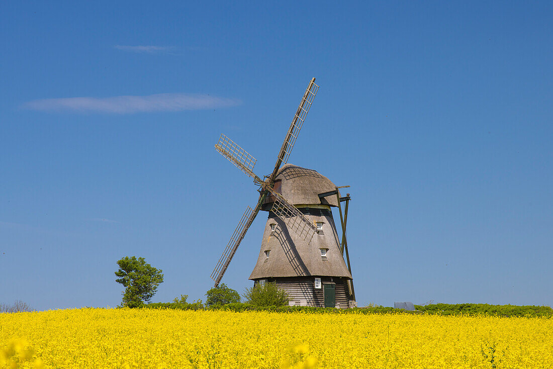 Windmühle Favre am bluehenden Rapsfeld, Schleswig-Holstein, Deutschland