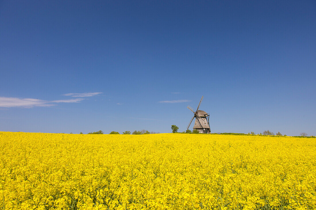  Favre windmill on a blooming rapeseed field, Schleswig-Holstein, Germany 