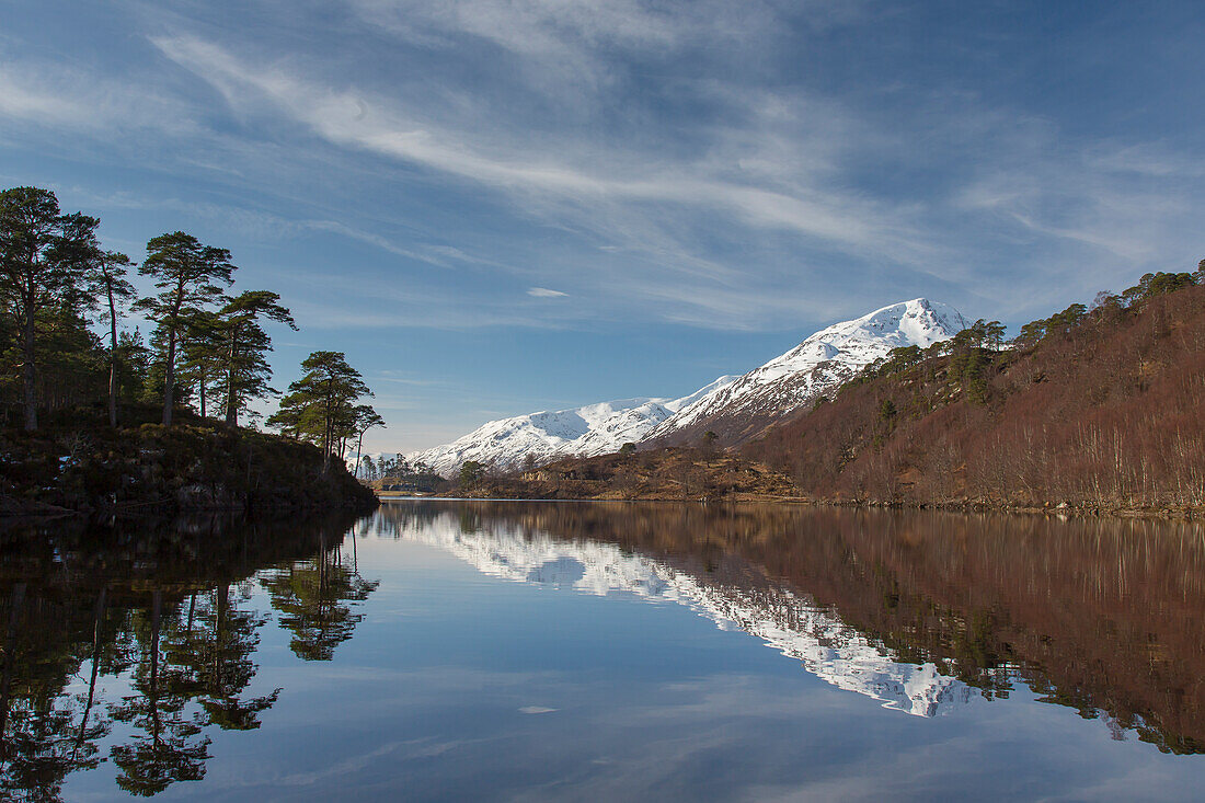  Scots pine, Pinus sylvestris, on the shore of Loch Affric, Highlands, Scotland, Great Britain 