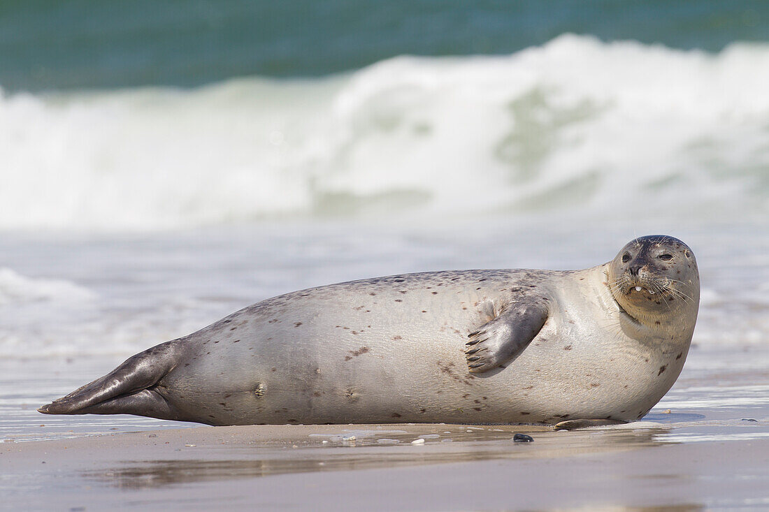  Harbor seal, Phoca vitulina, adult harbor seal on the beach, North Sea, Schleswig-Holstein, Germany 