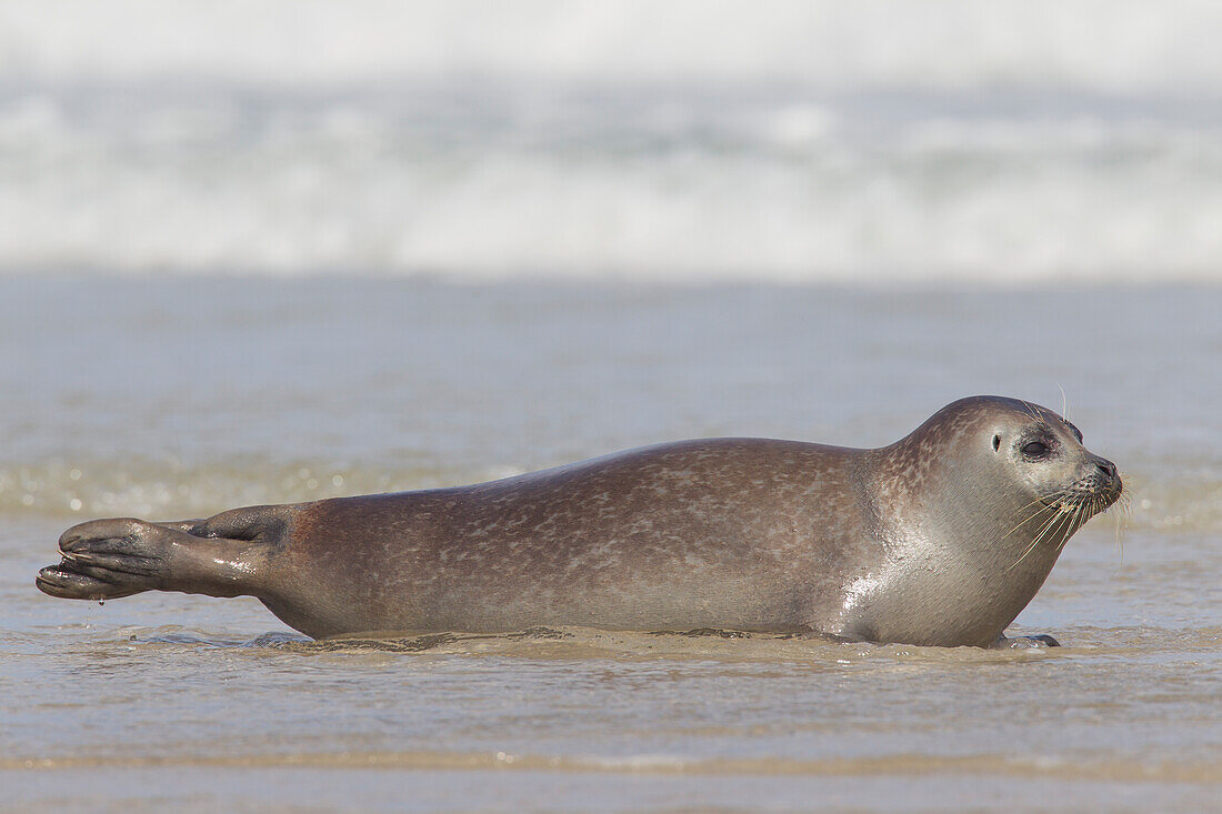  Harbor seal, Phoca vitulina, adult harbor seal on the beach, North Sea, Schleswig-Holstein, Germany 