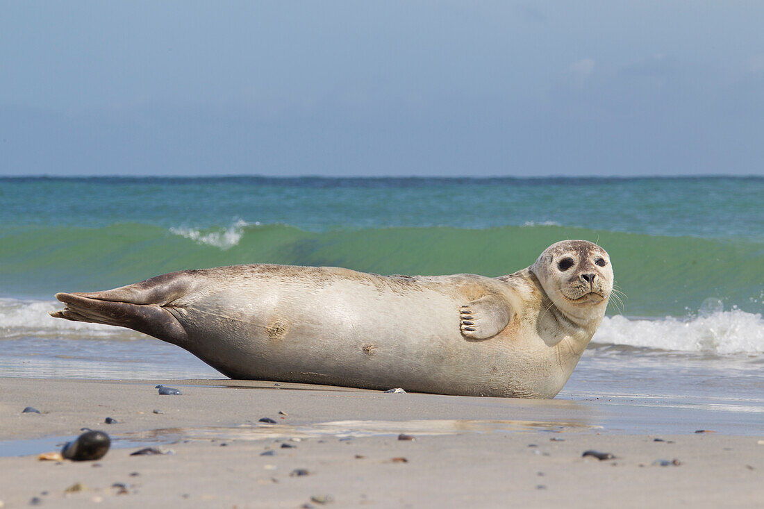  Harbor seal, Phoca vitulina, adult harbor seal on the beach, North Sea, Schleswig-Holstein, Germany 