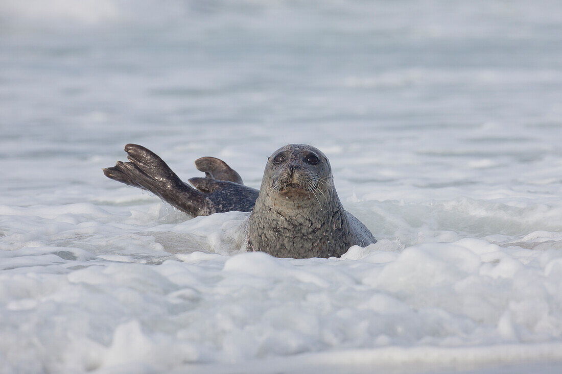  Harbor seal, Phoca vitulina, adult harbor seal on the beach, North Sea, Schleswig-Holstein, Germany 