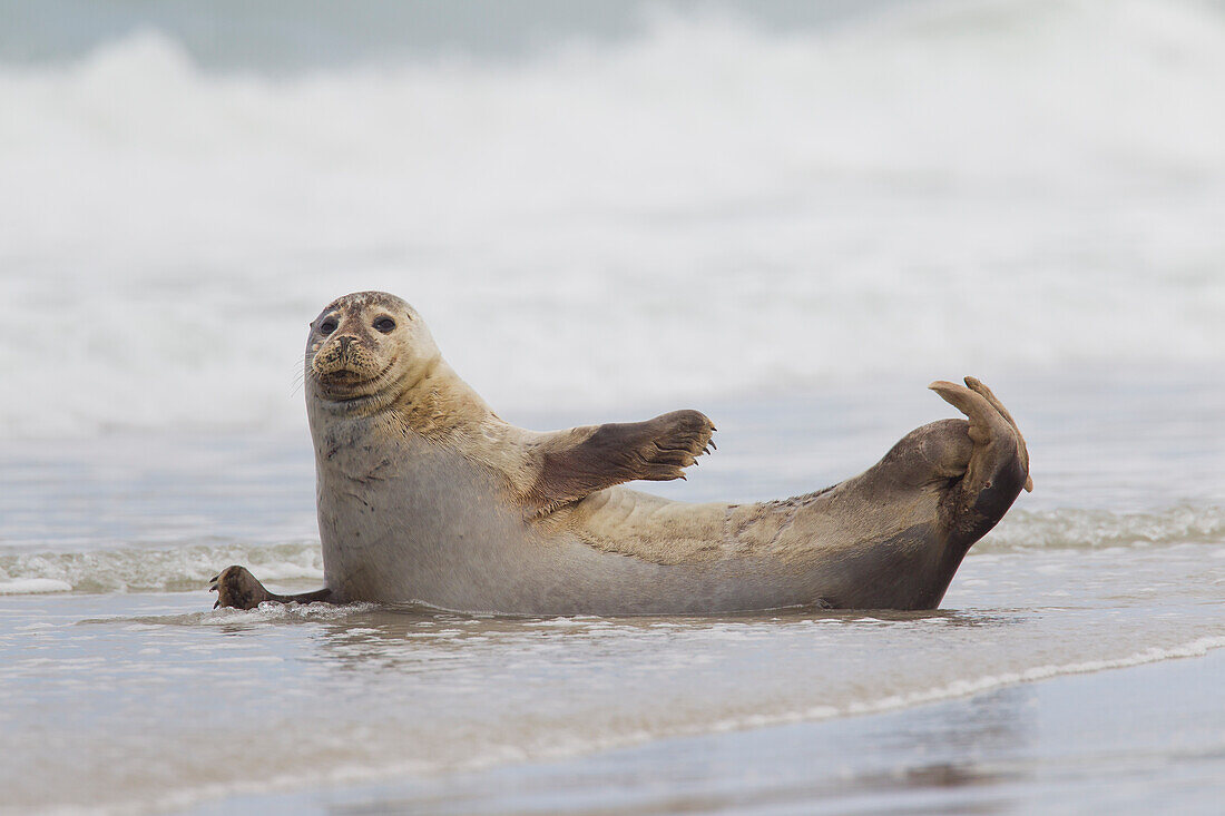  Harbor seal, Phoca vitulina, adult harbor seal on the beach, North Sea, Schleswig-Holstein, Germany 