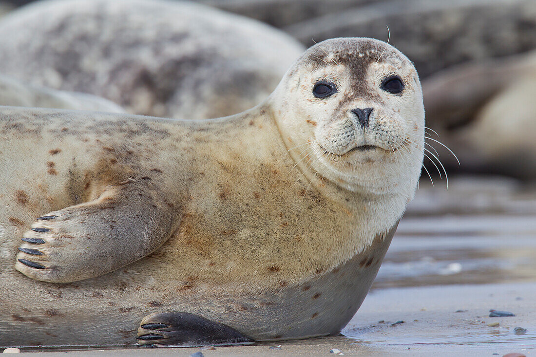  Harbor seal, Phoca vitulina, adult harbor seal, portrait, North Sea, Schleswig-Holstein, Germany 