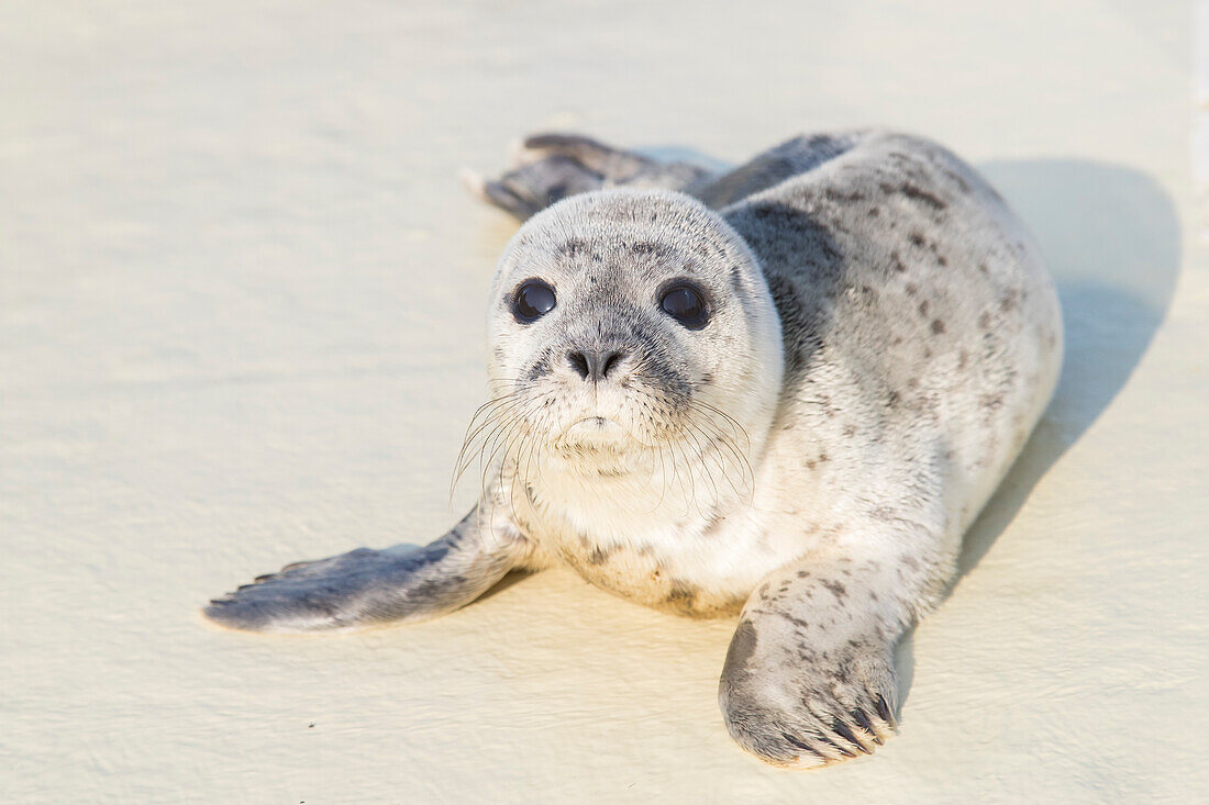 Seehund, Phoca vitulina, Jungtier in der Seehundaufzuchtstation, Nordsee, Schleswig-Holstein, Deutschland