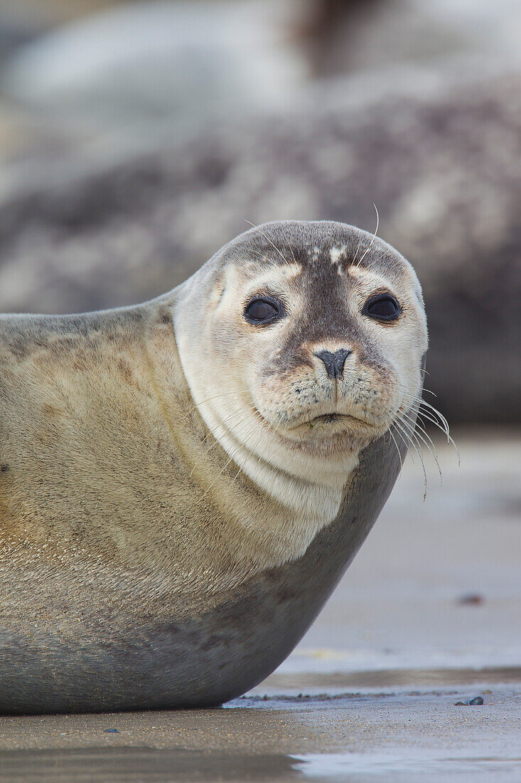  Harbor seal, Phoca vitulina, adult harbor seal, portrait, North Sea, Schleswig-Holstein, Germany 