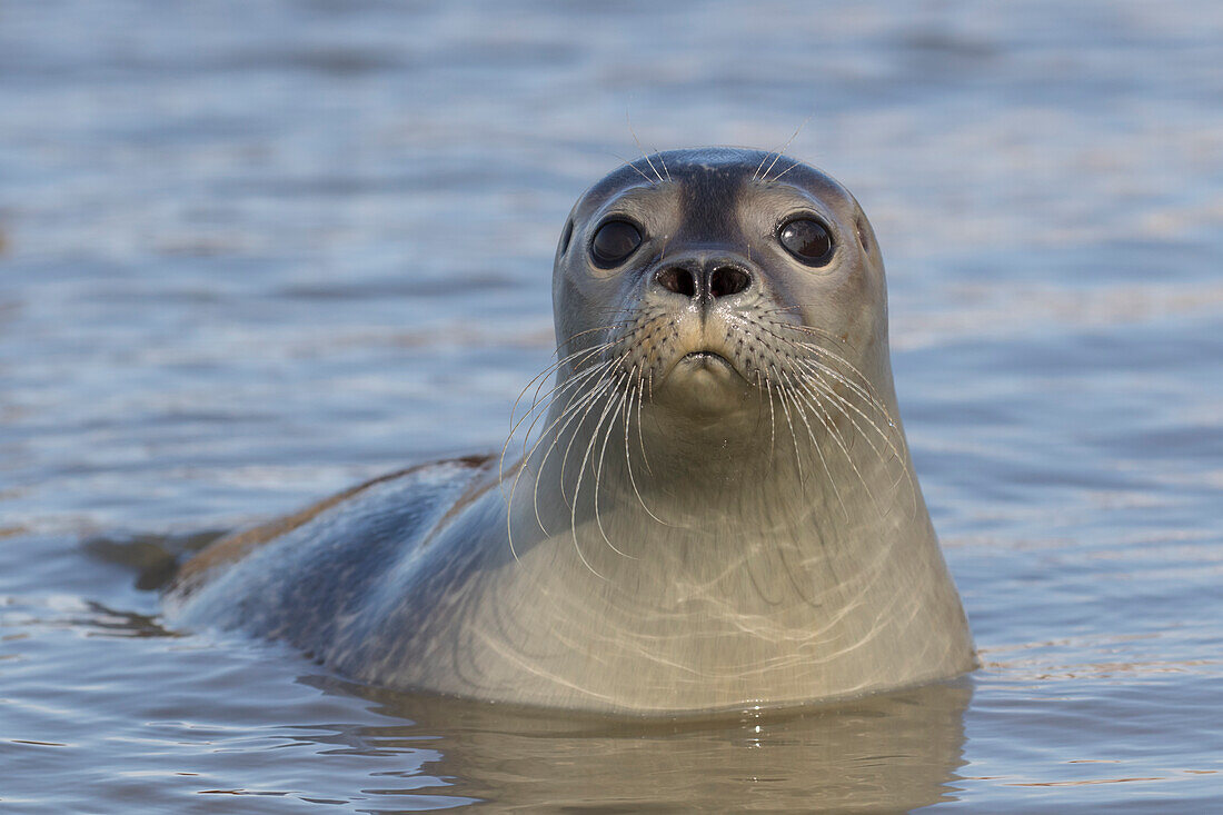  Harbor seal, Phoca vitulina, young, portrait, North Sea, Schleswig-Holstein, Germany 