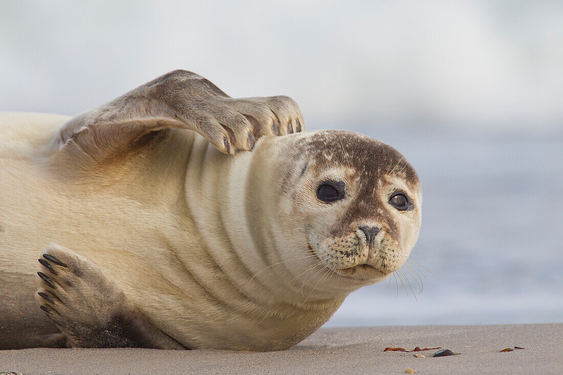 Seehund, Phoca vitulina, adulter Seehund, Portraet, Nordsee, Schleswig-Holstein, Deutschland