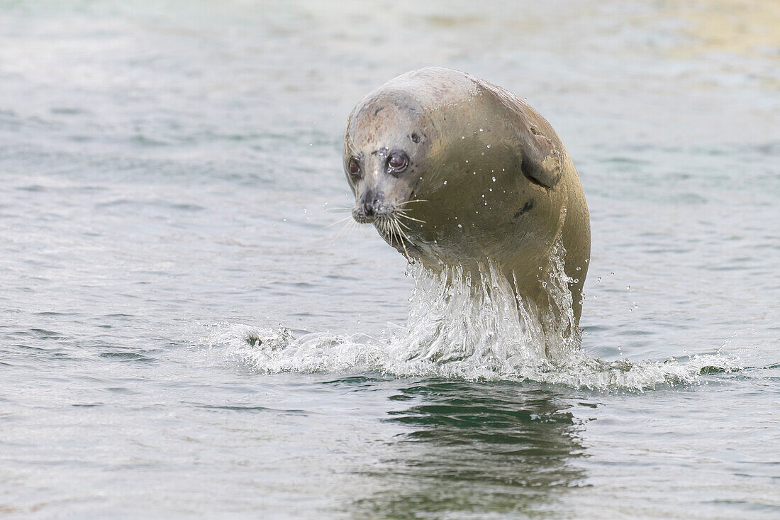  Harbor seal, Phoca vitulina, jumping out of the water, Schleswig-Holstein, Germany 