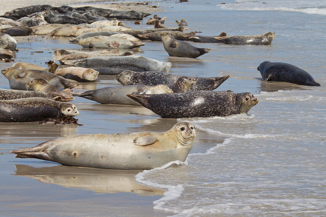  Harbor seals, Phoca vitulina, pack, group, resting on the beach, North Sea, Heligoland, Schleswig-Holstein, Germany 