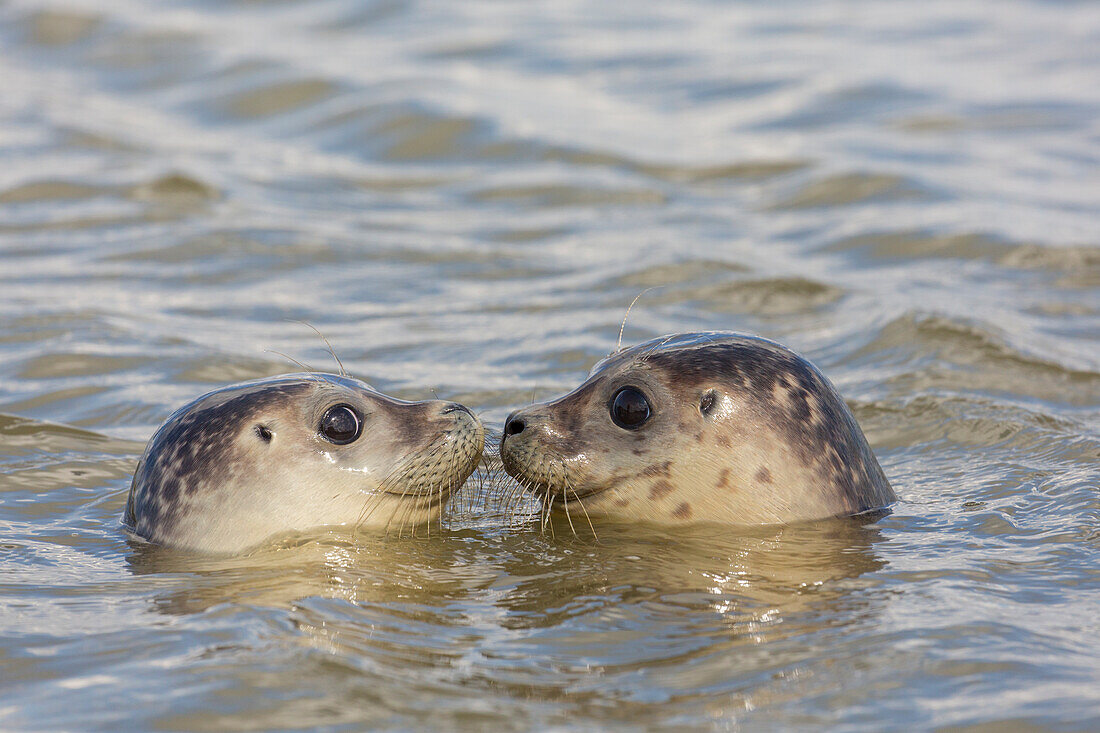  Harbor seals, Phoca vitulina, swimming pups, Dithmarschen, Schleswig-Holstein, Germany 