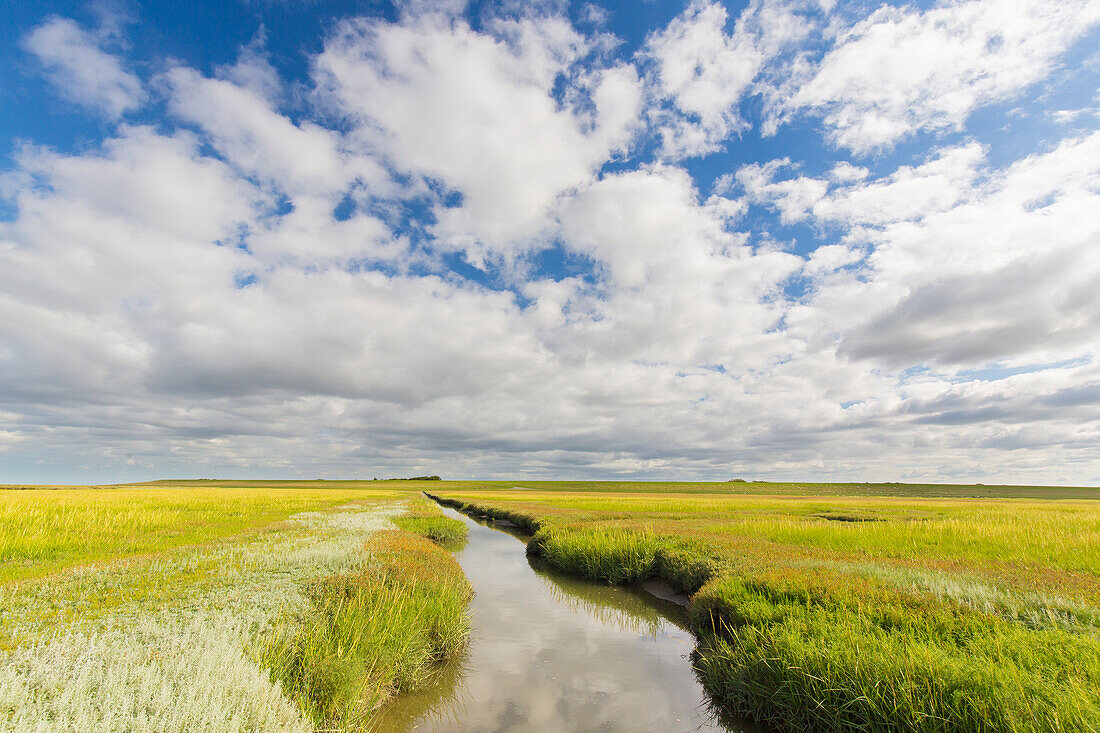 Priel in einer Salzwiese, Nationalpark Wattenmeer, Schleswig-Holstein, Deutschland