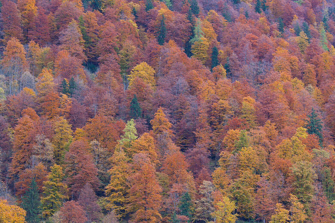  Colorful autumn forest at Koenigssee, Berchtesgaden National Park, Bavaria, Germany 