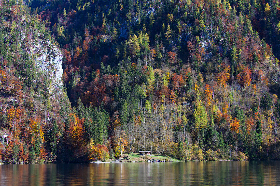  Hut and colorful autumn forest at Koenigssee, Berchtesgaden National Park, Bavaria, Germany 