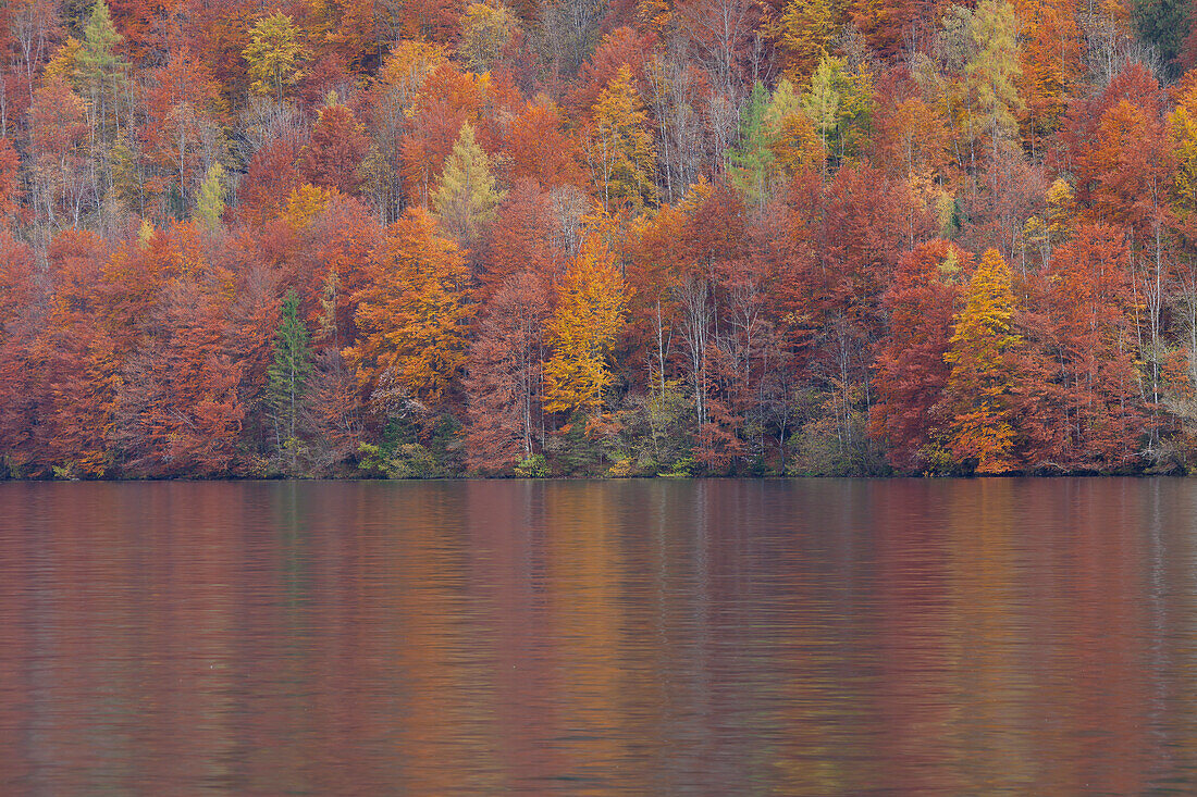  Colorful autumn forest at Koenigssee, Berchtesgaden National Park, Bavaria, Germany 