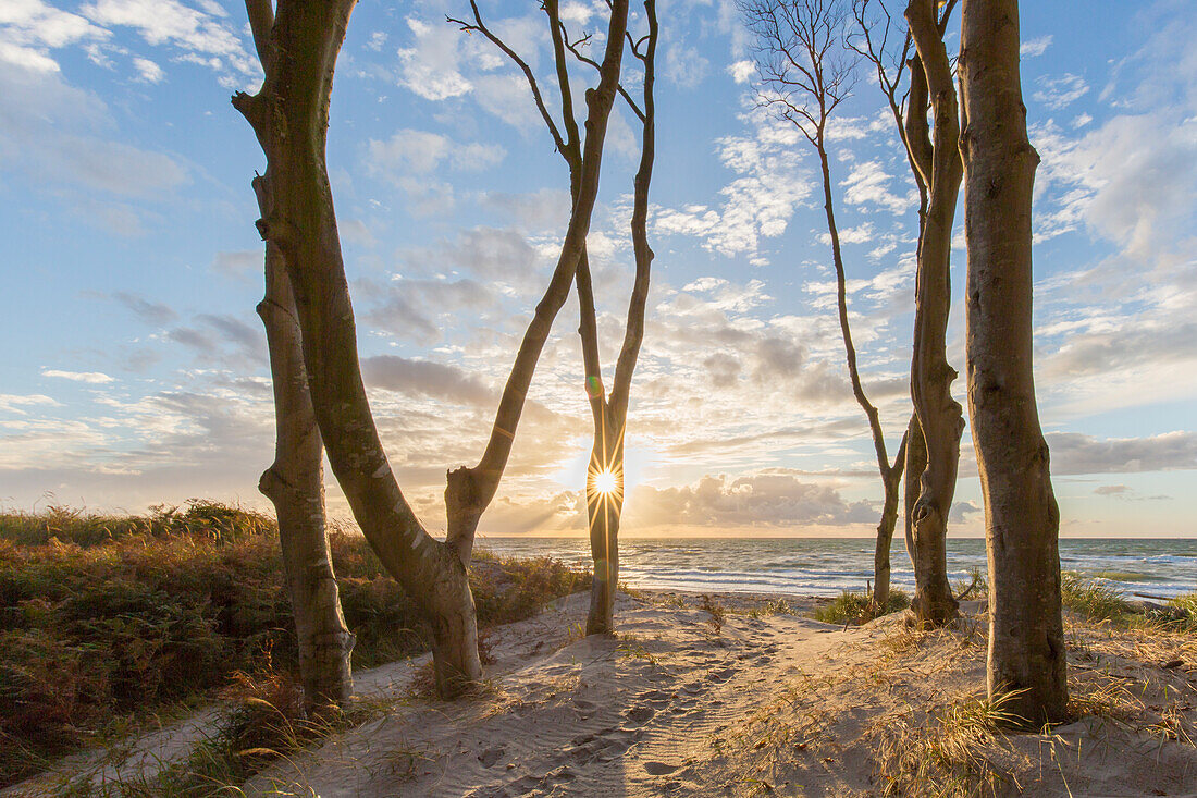  Common beech, Fagus sylvatica, at sunset on the west beach, Western Pomerania Lagoon Area National Park, Mecklenburg-Western Pomerania, Germany 