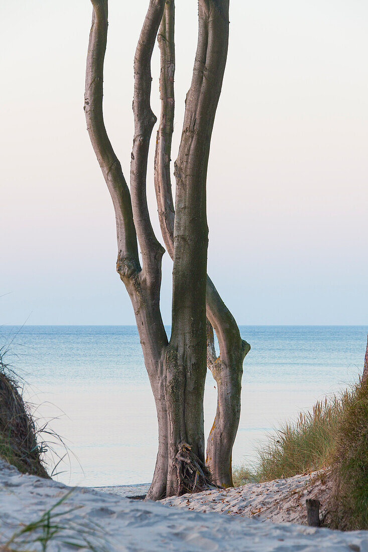  Common beech, Fagus sylvatica, trees on the west beach, Western Pomerania Lagoon Area National Park, Mecklenburg-Western Pomerania, Germany 