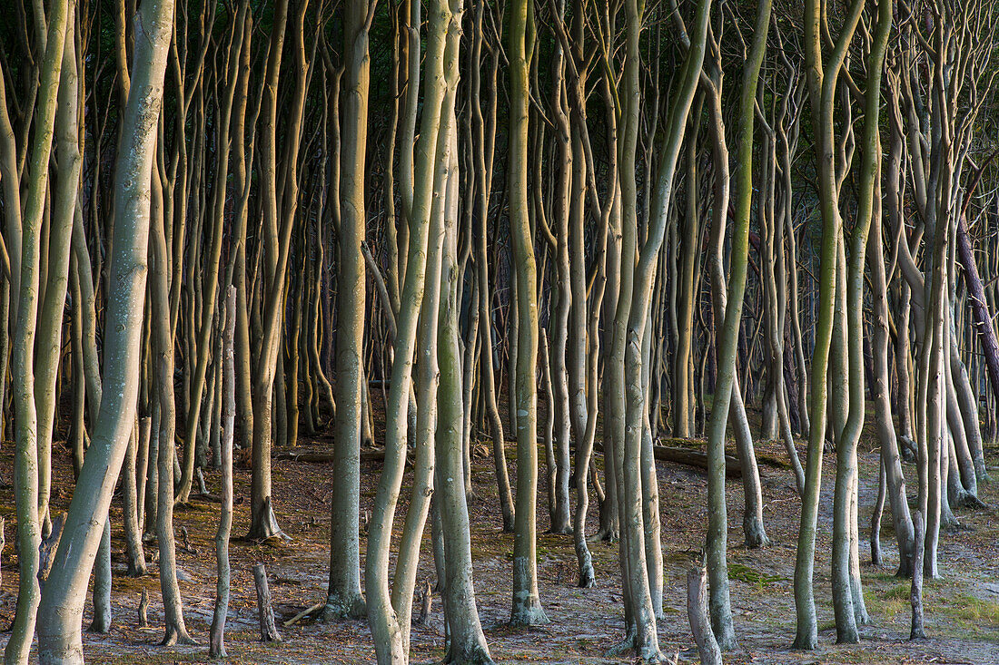  Common beech, Fagus sylvatica, tree trunks on the western beach, Western Pomerania Lagoon Area National Park, Mecklenburg-Western Pomerania, Germany 