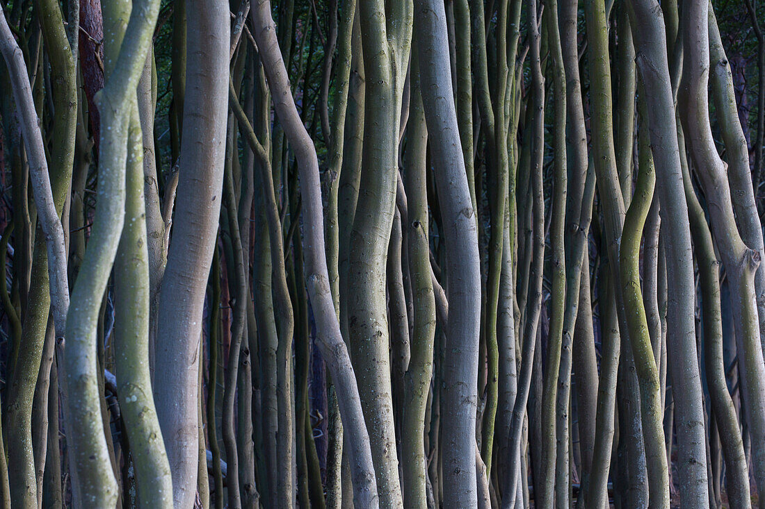  Common beech, Fagus sylvatica, tree trunks on the western beach, Western Pomerania Lagoon Area National Park, Mecklenburg-Western Pomerania, Germany 