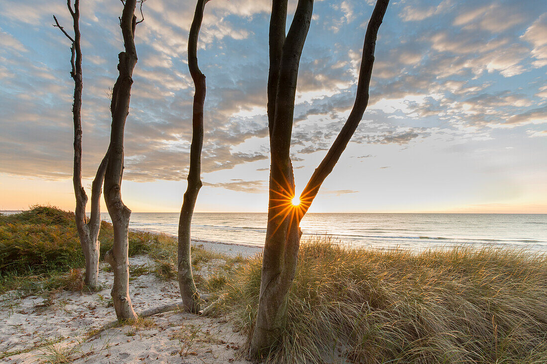 Rotbuchen, Fagus sylvatica, bei Sonnenuntergang am Weststrand, Nationalpark Vorpommersche Boddenlandschaft, Mecklenburg-Vorpommern, Deutschland