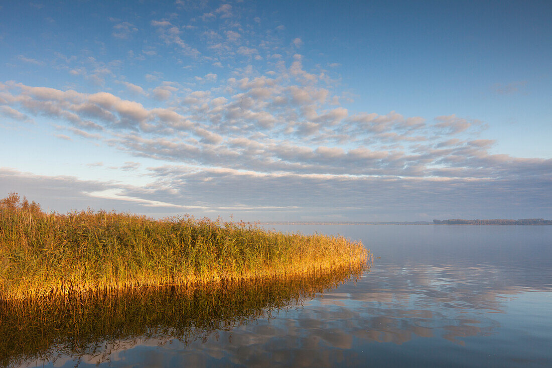  Reed belt at the Bodden, Fischland-Darß-Zingst, Western Pomerania Lagoon Area National Park, Mecklenburg-Western Pomerania, Germany 