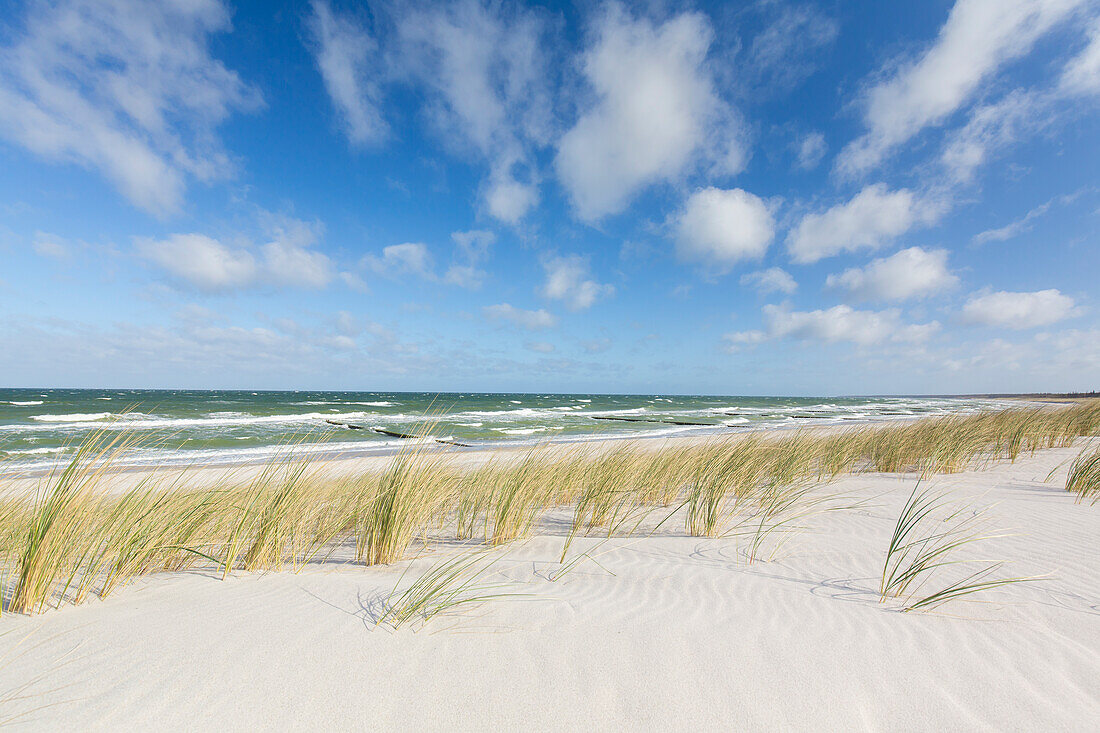 Duenen an der Ostsee, Boddenlandschaft, Fischland-Darss-Zingst, Mecklenburg-Vorpommern, Deutschland