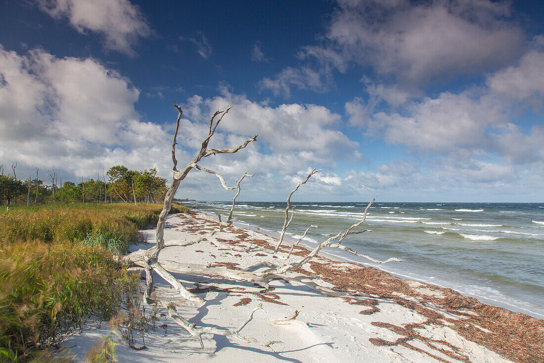  Beach landscape on the north beach near Zingst, Western Pomerania Lagoon Area National Park, Fischland-Darss-Zingst, Mecklenburg-Western Pomerania, Germany 