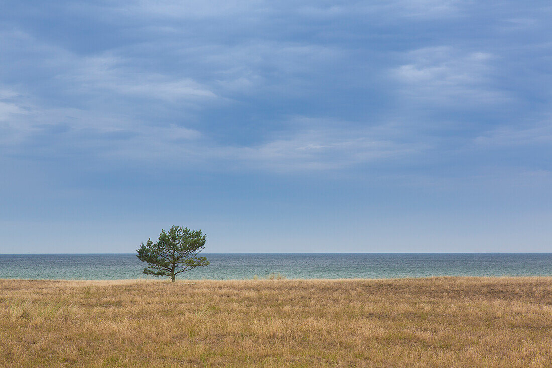  Lonely pine, Pinus sylvestris, Western Pomerania Lagoon Area National Park, Mecklenburg-Western Pomerania, Germany 