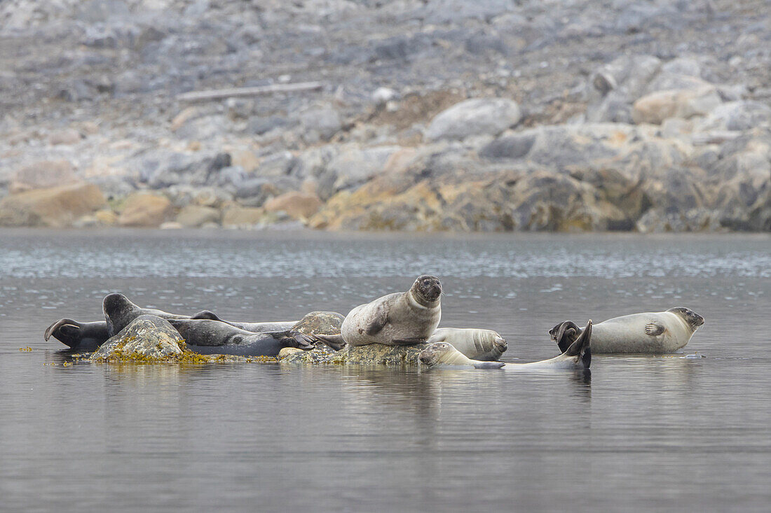  Harbor seal, Phoca vitulina, adult seal resting on a rock, Svalbard, Norway 