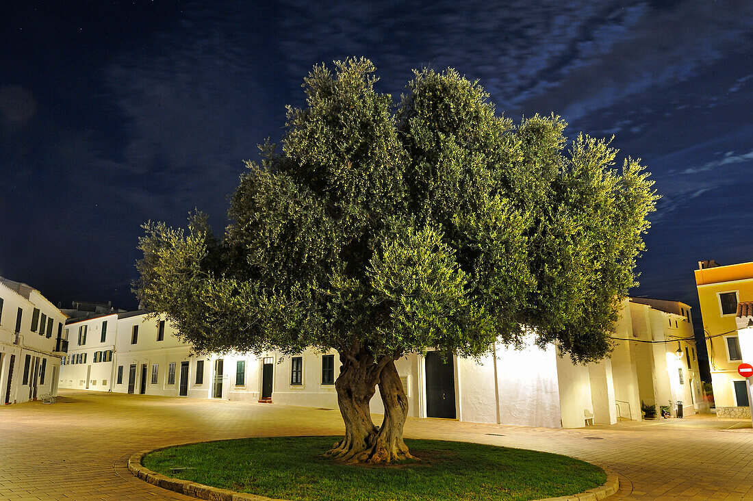 Alter Olivenbaum auf dem Plaza Pedro M.Cardona bei Nacht, Dorf Fornells, Insel Menorca, Balearen, Spanien, Europa