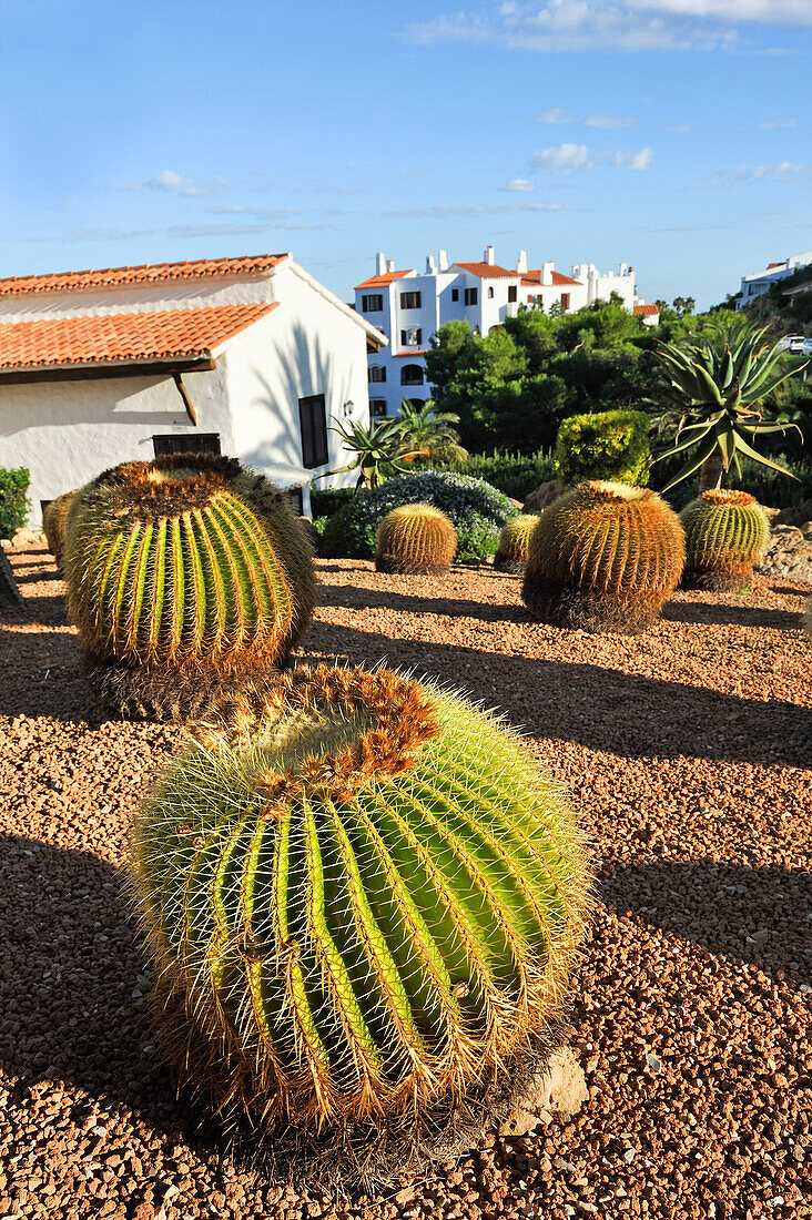 Kakteengarten mit Kugelkaktus (Echinocactus) im Ort Platges de Fornells, Badeort, Insel Menorca, Balearen, Spanien, Europa