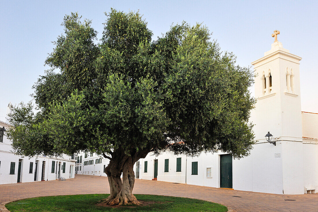 old olive tree on Pedro M.Cardona Square, village of Fornells, Menorca, Balearic Islands, Spain, Europe