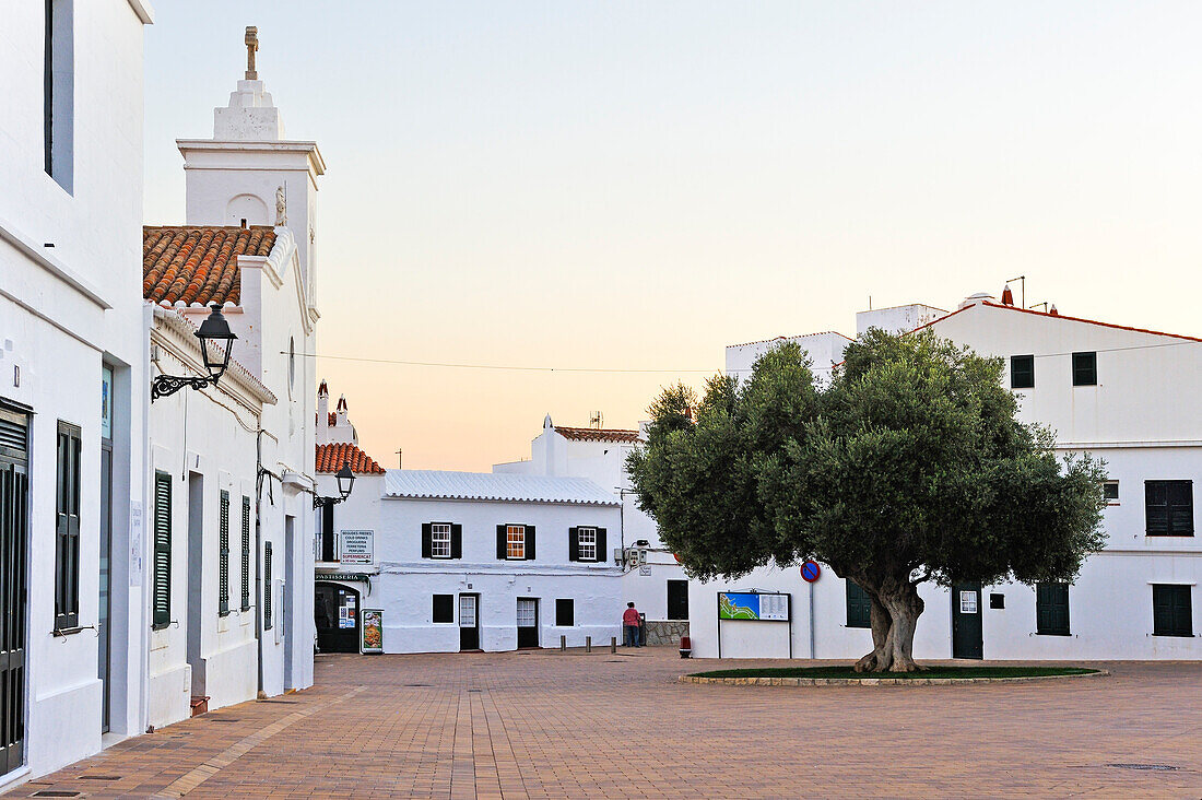 Alter Olivenbaum auf dem Pedro M.Cardona Platz, Dorf Fornells, Insel Menorca, Balearen, Spanien, Europa