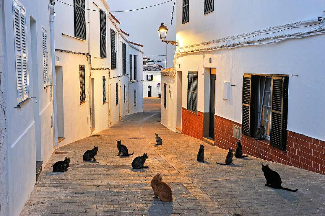 Katzen in der Gasse Carrer d'es Moli, Dorf Fornells, Dorf Fornells, Insel Menorca, Balearen, Spanien, Europa