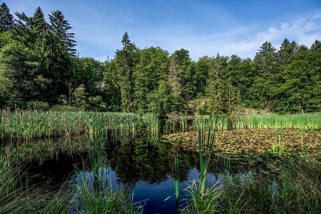 Geo-Naturpark Frau-Holle-Land, Frau-Holle-Teich, Hoher Meißner, Hessen, Deutschland