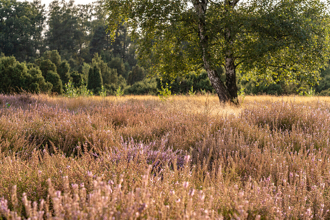  Westruper Heide nature reserve in Haltern am See, North Rhine-Westphalia, Germany, Europe 