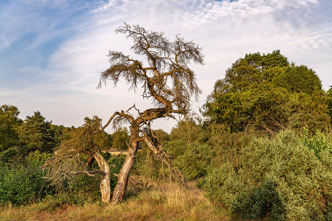  Westruper Heide nature reserve in Haltern am See, North Rhine-Westphalia, Germany, Europe 