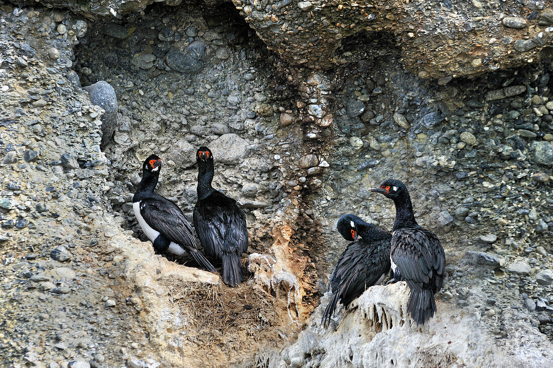 Korallenscharben (Phalacrocorax), nisten, Tucker-Inseln, Whiteside-Kanal, Feuerland, Patagonien, Chile, Südamerika