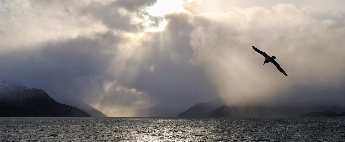 Petrels over the Beagle Channel (Northeast branch),Tierra del Fuego, Patagonia,Chile,South America