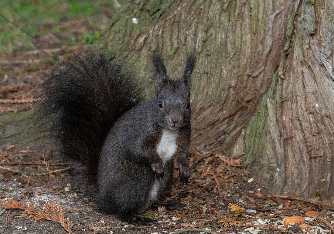  European red squirrel (Sciurus vulgaris) in winter at the municipal cemetery in Salzburg, Austria 