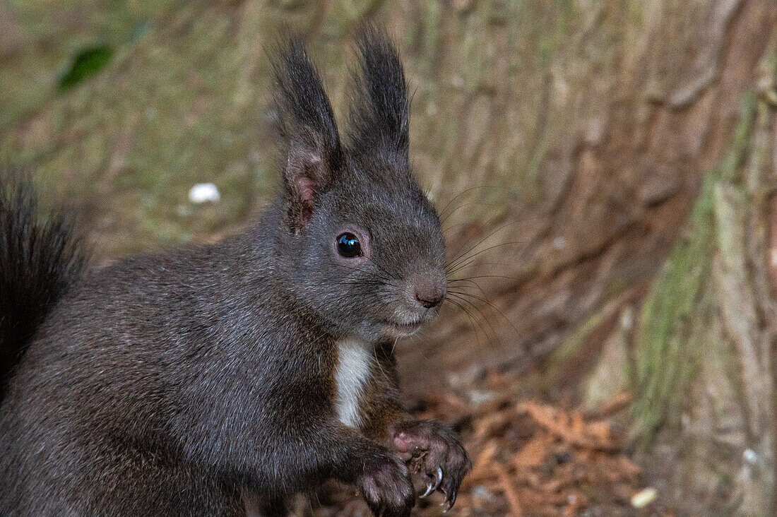 Europäisches Eichhörnchen (Sciurus vulgaris) im Winter am Kommunalfriedhof in Salzburg, Land Salzburg, Österreich