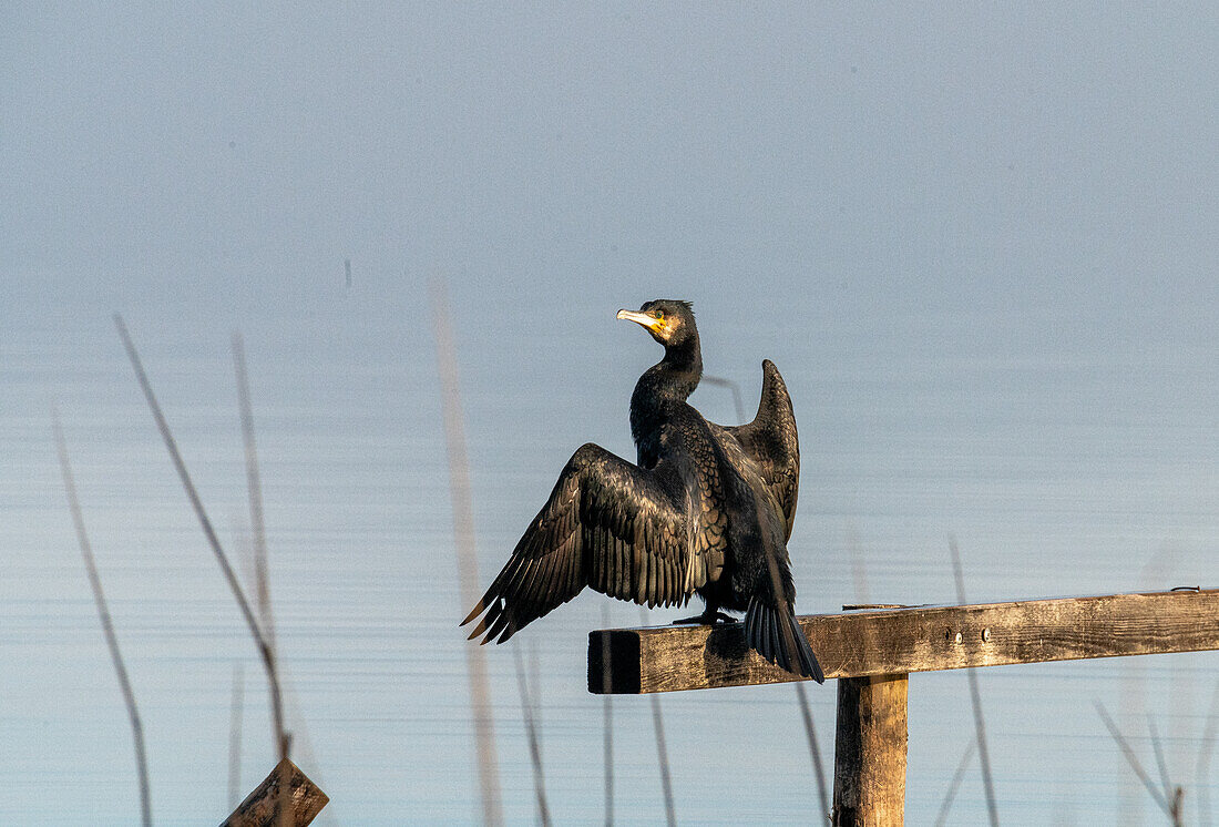  Great Cormorant (Phalacrocorax carbo) drying its wings on the shore of Lake Wallersee near Henndorf in the morning, Salzburg, Austria 